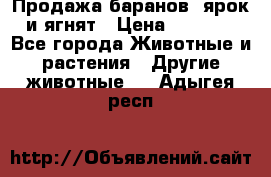 Продажа баранов, ярок и ягнят › Цена ­ 3 500 - Все города Животные и растения » Другие животные   . Адыгея респ.